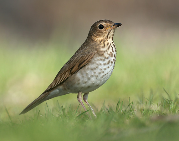 Swainson's Thrush Catharus ustulatus