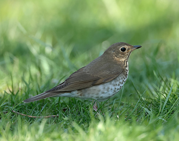 Swainson's Thrush Catharus ustulatus