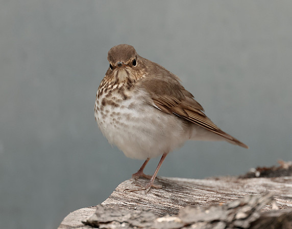 Swainson's Thrush Catharus ustulatus
