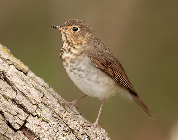Swainson's Thrush Catharus ustulatus