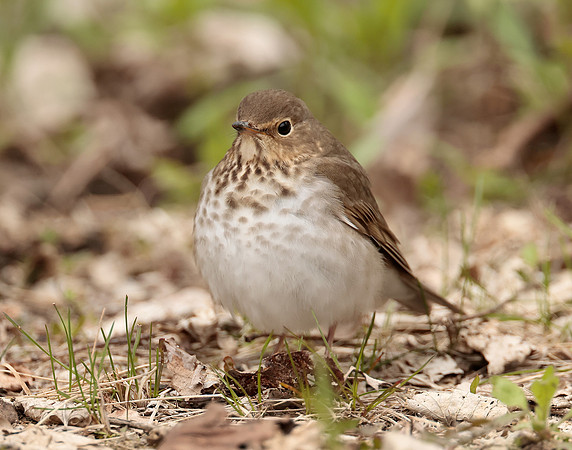 Swainson's Thrush Catharus ustulatus