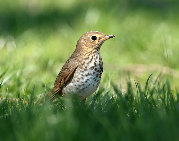 Swainson's Thrush Catharus ustulatus