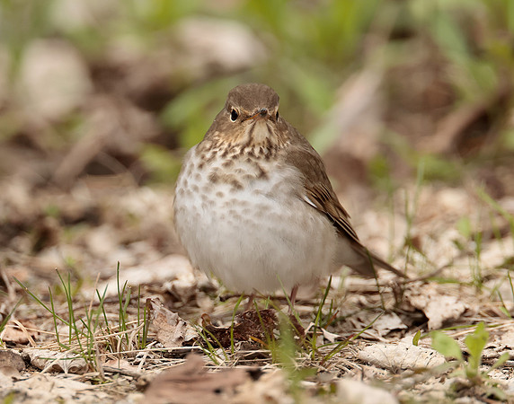 Swainson's Thrush Catharus ustulatus