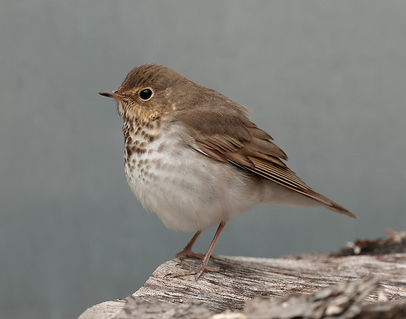 Swainson's Thrush Catharus ustulatus