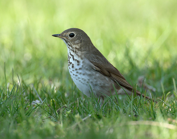 Swainson's Thrush Catharus ustulatus