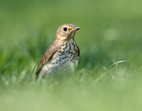 Swainson's Thrush Catharus ustulatus