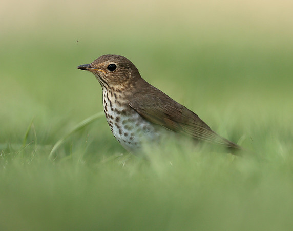 Swainson's Thrush Catharus ustulatus