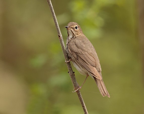 Swainson's Thrush Catharus ustulatus