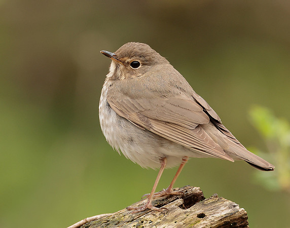 Swainson's Thrush Catharus ustulatus