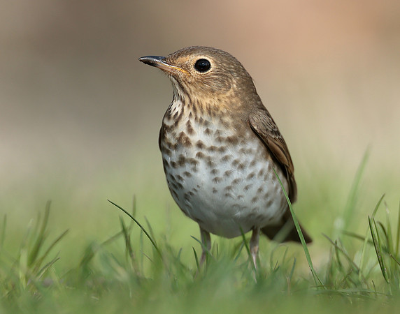 Swainson's Thrush Catharus ustulatus