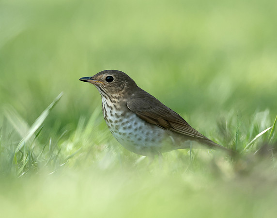 Swainson's Thrush Catharus ustulatus