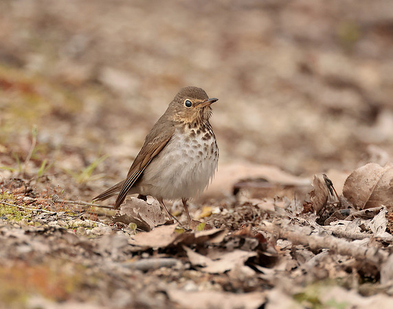 Swainson's Thrush Catharus ustulatus