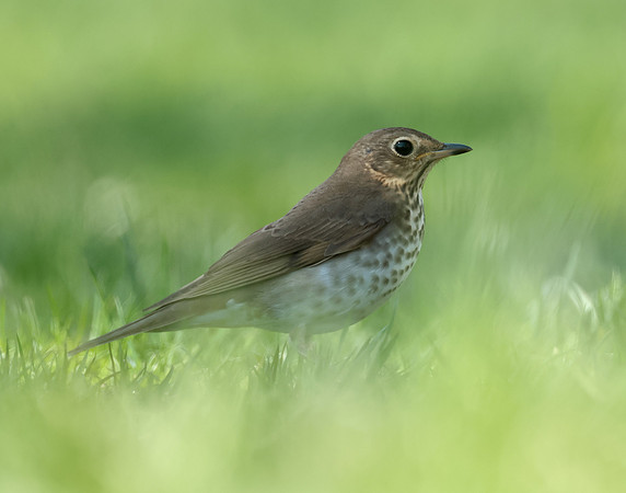 Swainson's Thrush Catharus ustulatus