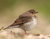 Swainson's Thrush Catharus ustulatus