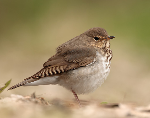 Swainson's Thrush Catharus ustulatus