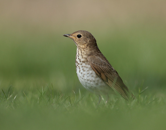 Swainson's Thrush Catharus ustulatus