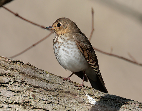 Swainson's Thrush Catharus ustulatus