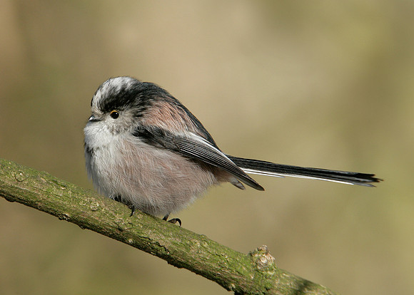 Long-tailed Tit Aegithalos caudatus