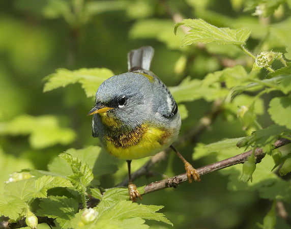 Northern Parula Setophaga americana