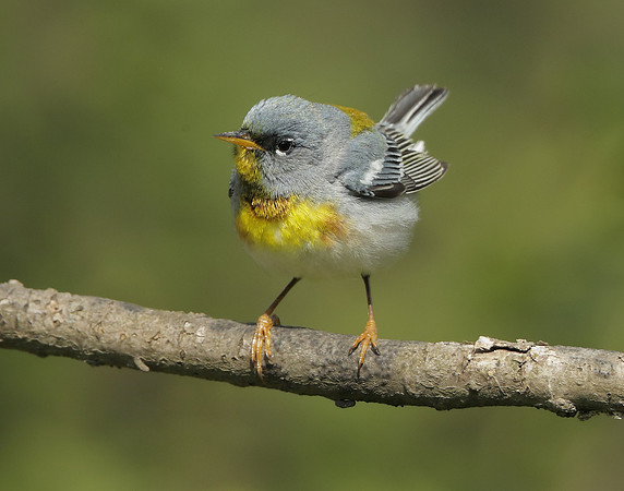 Northern Parula Setophaga americana