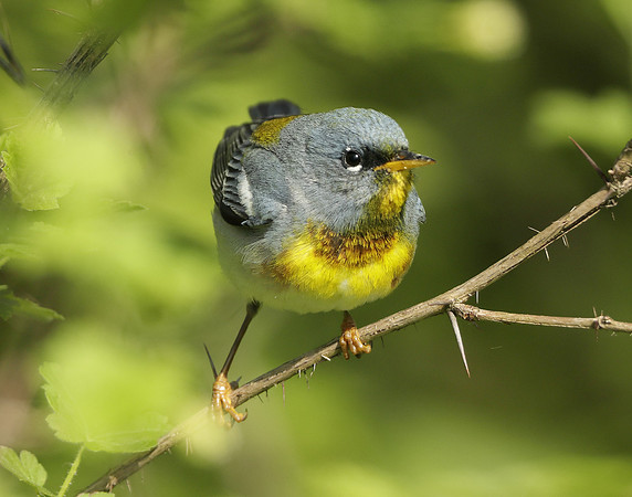 Northern Parula Setophaga americana