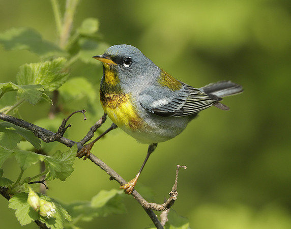 Northern Parula Setophaga americana