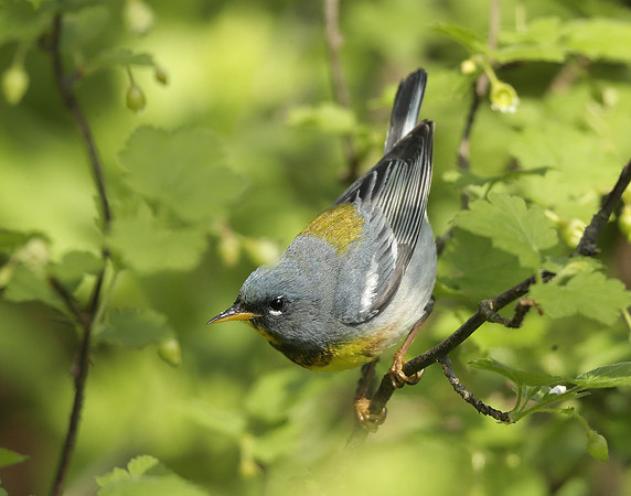 Northern Parula Setophaga americana