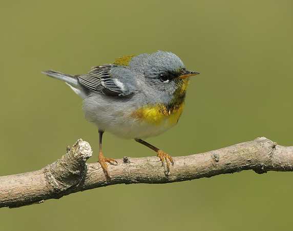 Northern Parula Setophaga americana