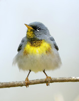 Northern Parula Setophaga americana