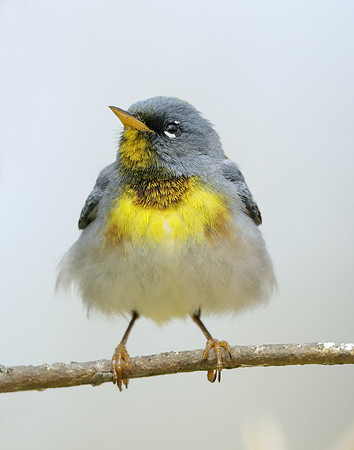 Northern Parula Setophaga americana
