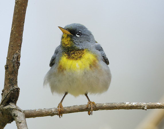 Northern Parula Setophaga americana