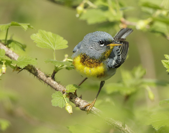 Northern Parula Setophaga americana
