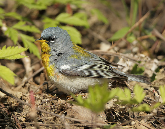 Northern Parula Setophaga americana