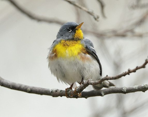 Northern Parula Setophaga americana