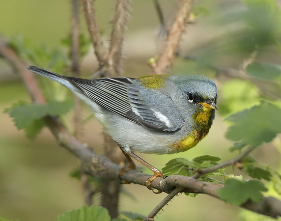 Northern Parula Setophaga americana