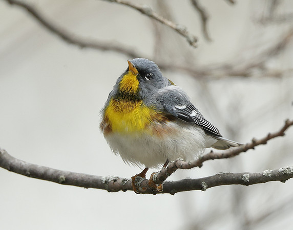 Northern Parula Setophaga americana