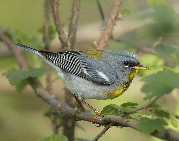 Northern Parula Setophaga americana