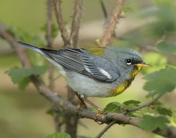 Northern Parula Setophaga americana
