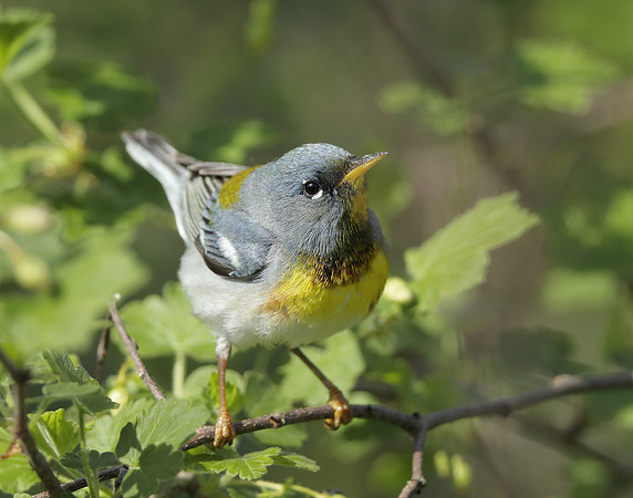 Northern Parula Setophaga americana