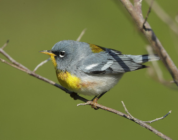Northern Parula Setophaga americana