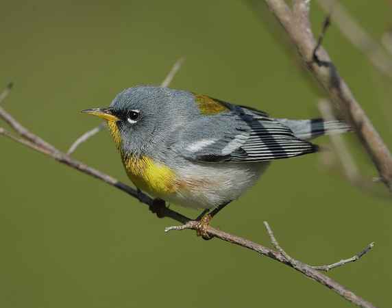 Northern Parula Setophaga americana