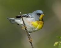 Northern Parula Setophaga americana
