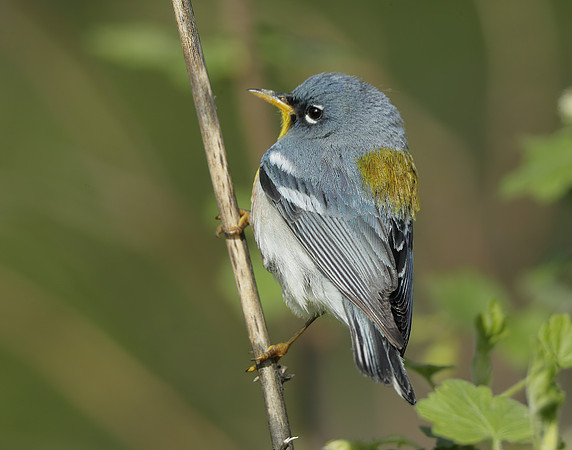 Northern Parula Setophaga americana