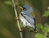Northern Parula Setophaga americana