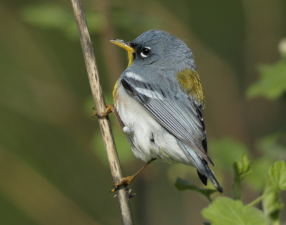 Northern Parula Setophaga americana