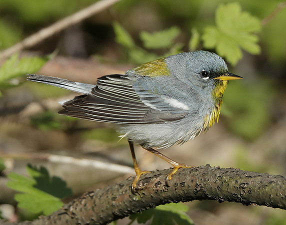 Northern Parula Setophaga americana
