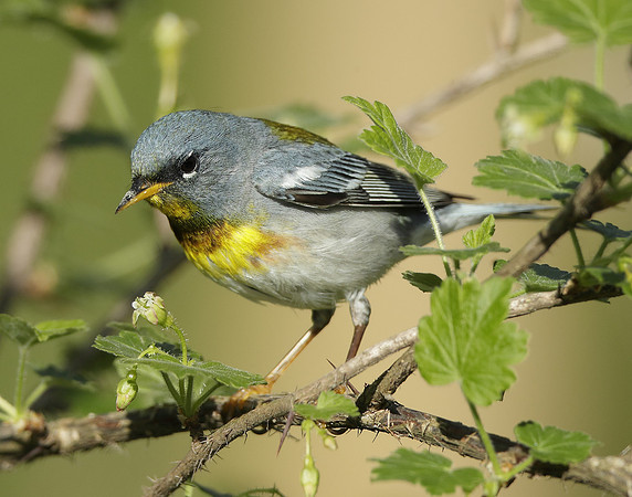 Northern Parula Setophaga americana