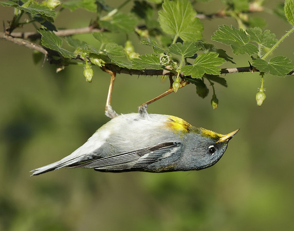 Northern Parula Setophaga americana