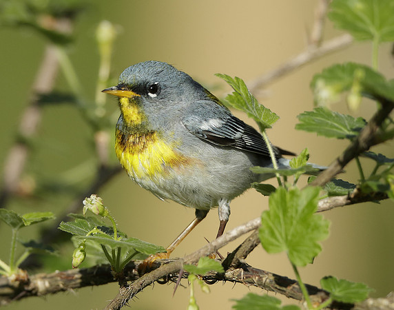 Northern Parula Setophaga americana