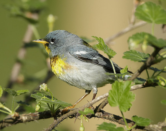 Northern Parula Setophaga americana